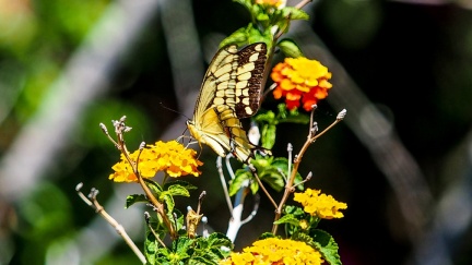 patio-april-13-2016-412