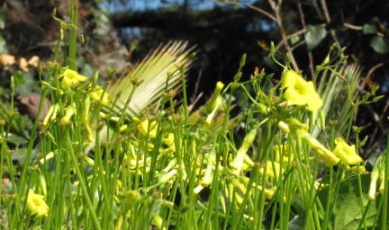 Flowers at Geek Hill - 017