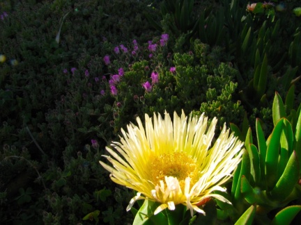 Flowers at Geek Hill - 044