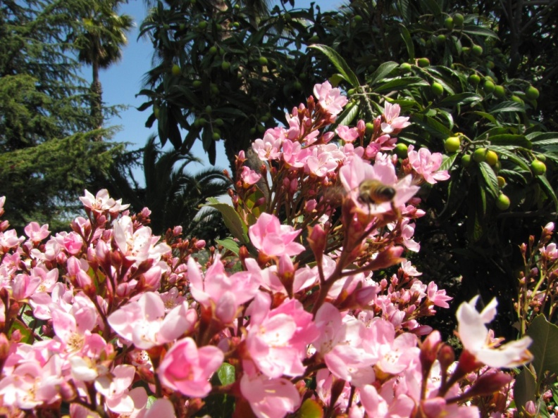 Flowers_at_Geek_Hill_-_094.JPG