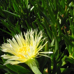 Flowers-at-Geek-Hill
