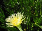 Flowers-at-Geek-Hill
