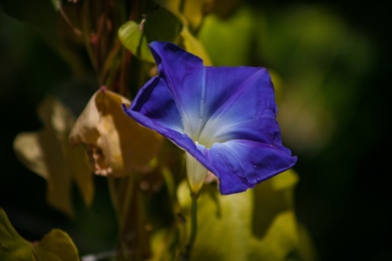 Flowers at Geek Hill 2013 475