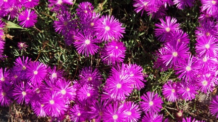 Ground-Cover-at-Geek-Hill-153