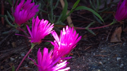Ground Cover at Geek Hill-15