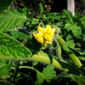 tomato-flower-april-2-2016-100
