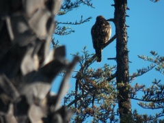 Hawks at Geek Hill - 001