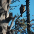 Hawks at Geek Hill - 001