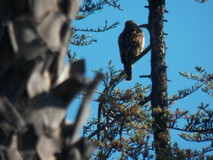 Hawks at Geek Hill - 001