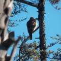Hawks at Geek Hill - 002