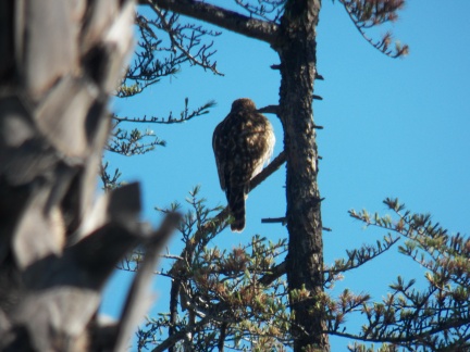 Hawks at Geek Hill - 002