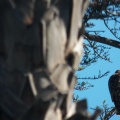 Hawks at Geek Hill - 003