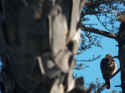 Hawks at Geek Hill - 003