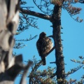 Hawks at Geek Hill - 004