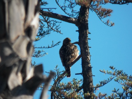 Hawks at Geek Hill - 004
