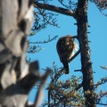 Hawks at Geek Hill - 005