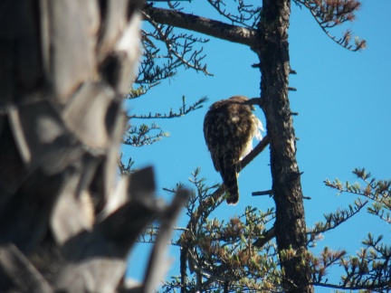 Hawks at Geek Hill - 005