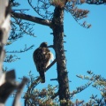 Hawks at Geek Hill - 006
