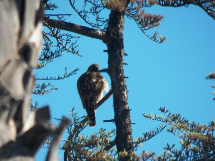 Hawks at Geek Hill - 006