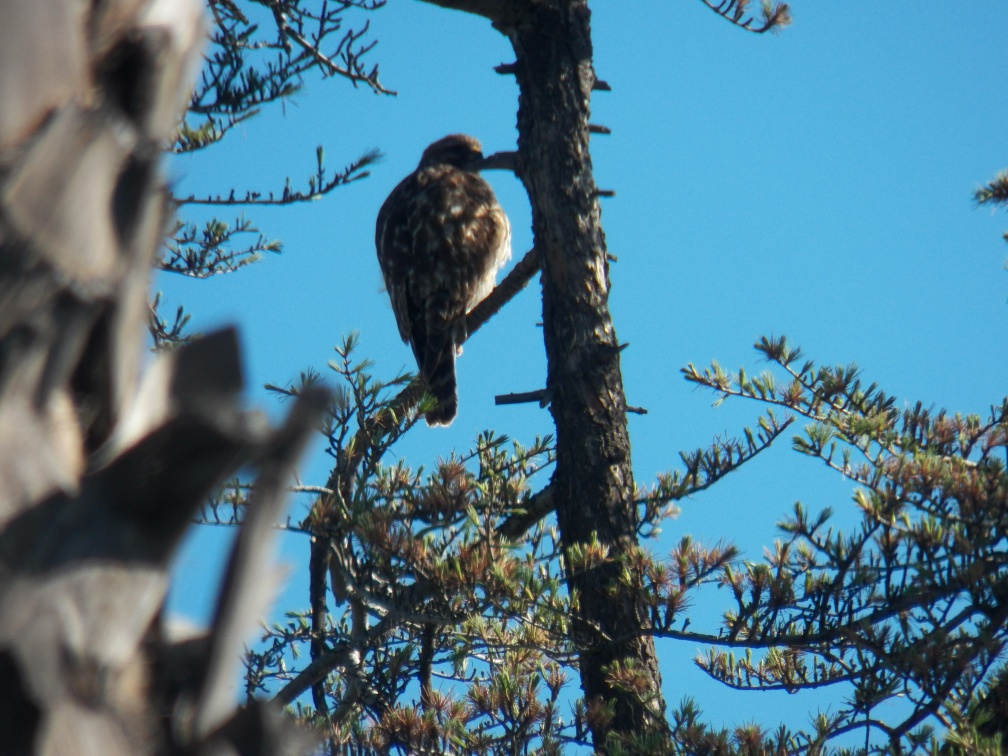 Hawks at Geek Hill - 007