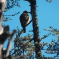 Hawks at Geek Hill - 007