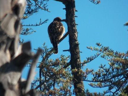 Hawks at Geek Hill - 007