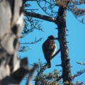 Hawks at Geek Hill - 008