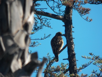 Hawks at Geek Hill - 008