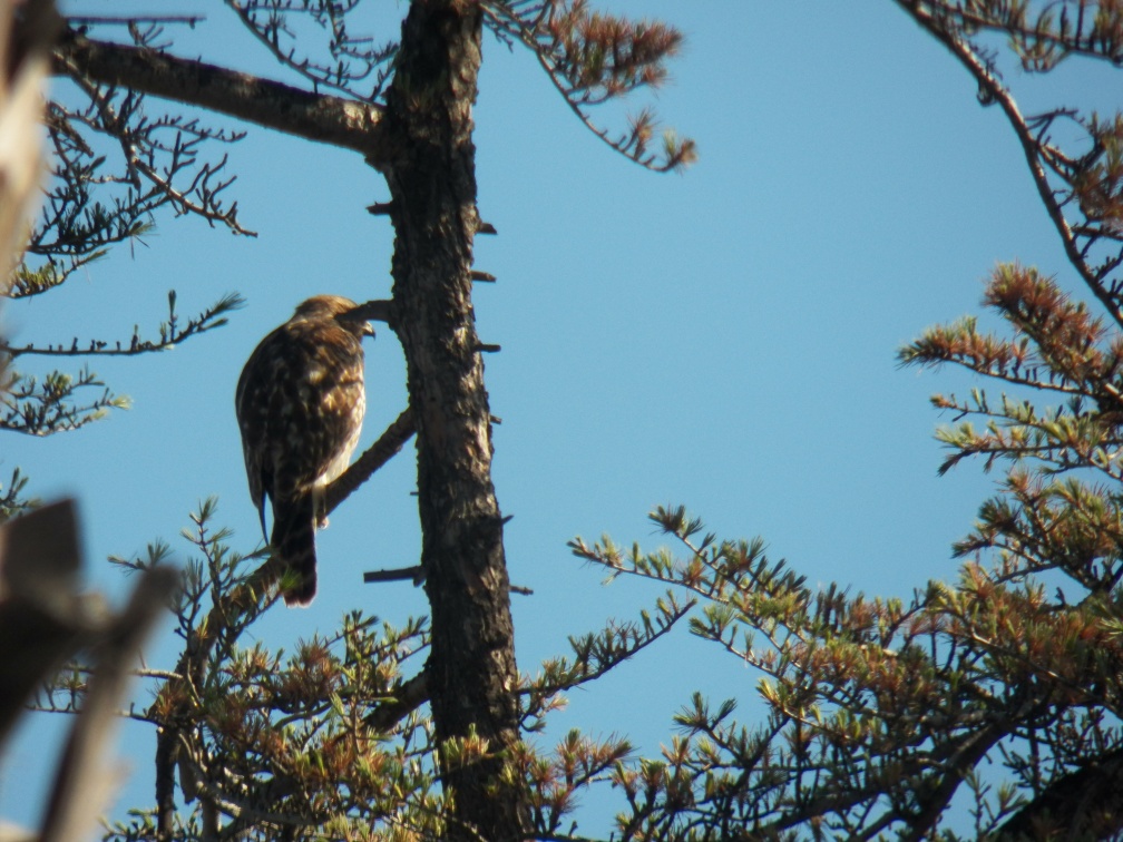 Hawks at Geek Hill - 009