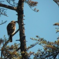 Hawks at Geek Hill - 009