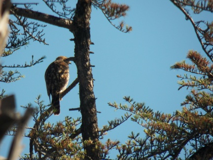 Hawks at Geek Hill - 009