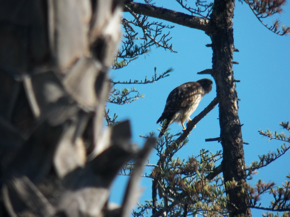 Hawks at Geek Hill - 010