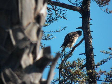 Hawks at Geek Hill - 010