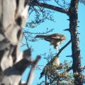 Hawks at Geek Hill - 011