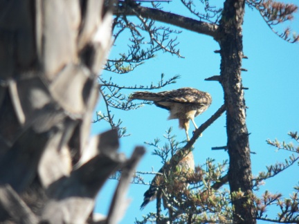 Hawks at Geek Hill - 011