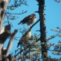 Hawks at Geek Hill - 012