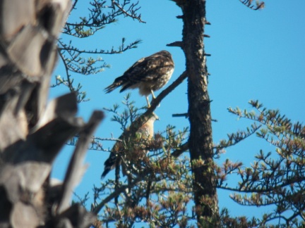 Hawks at Geek Hill - 012