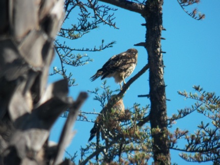 Hawks at Geek Hill - 013