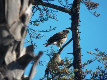 Hawks at Geek Hill - 014