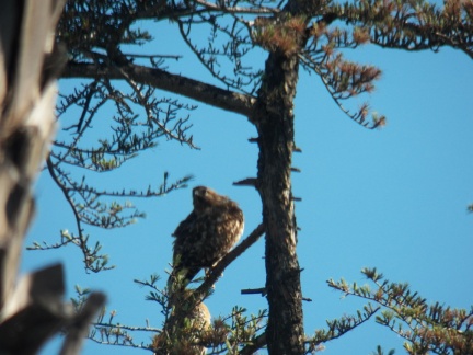 Hawks at Geek Hill - 015