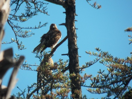 Hawks at Geek Hill - 016