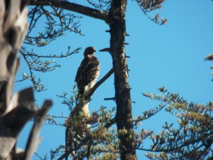 Hawks at Geek Hill - 017