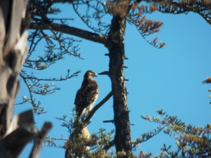 Hawks at Geek Hill - 018