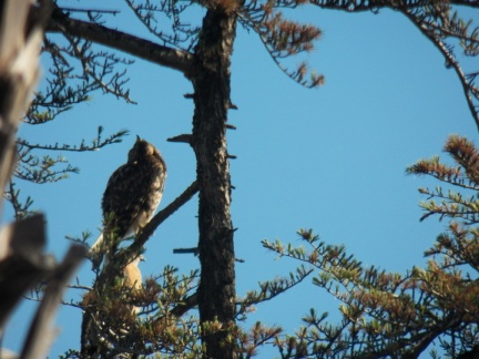 Hawks at Geek Hill - 019