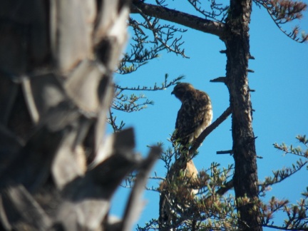 Hawks at Geek Hill - 020