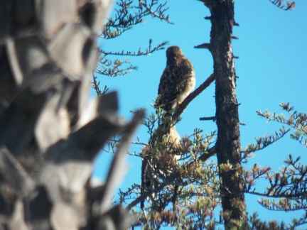 Hawks at Geek Hill - 021