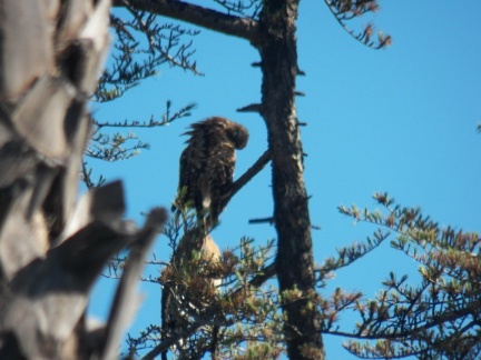 Hawks at Geek Hill - 022