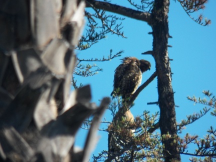 Hawks at Geek Hill - 023