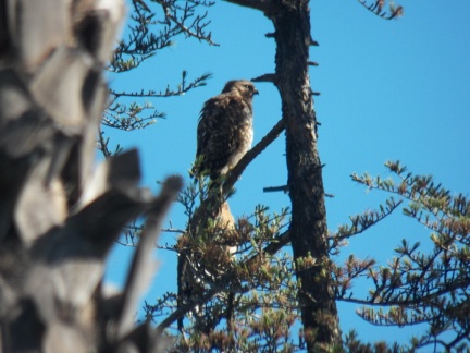 Hawks at Geek Hill - 024