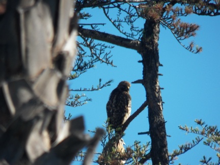 Hawks at Geek Hill - 025